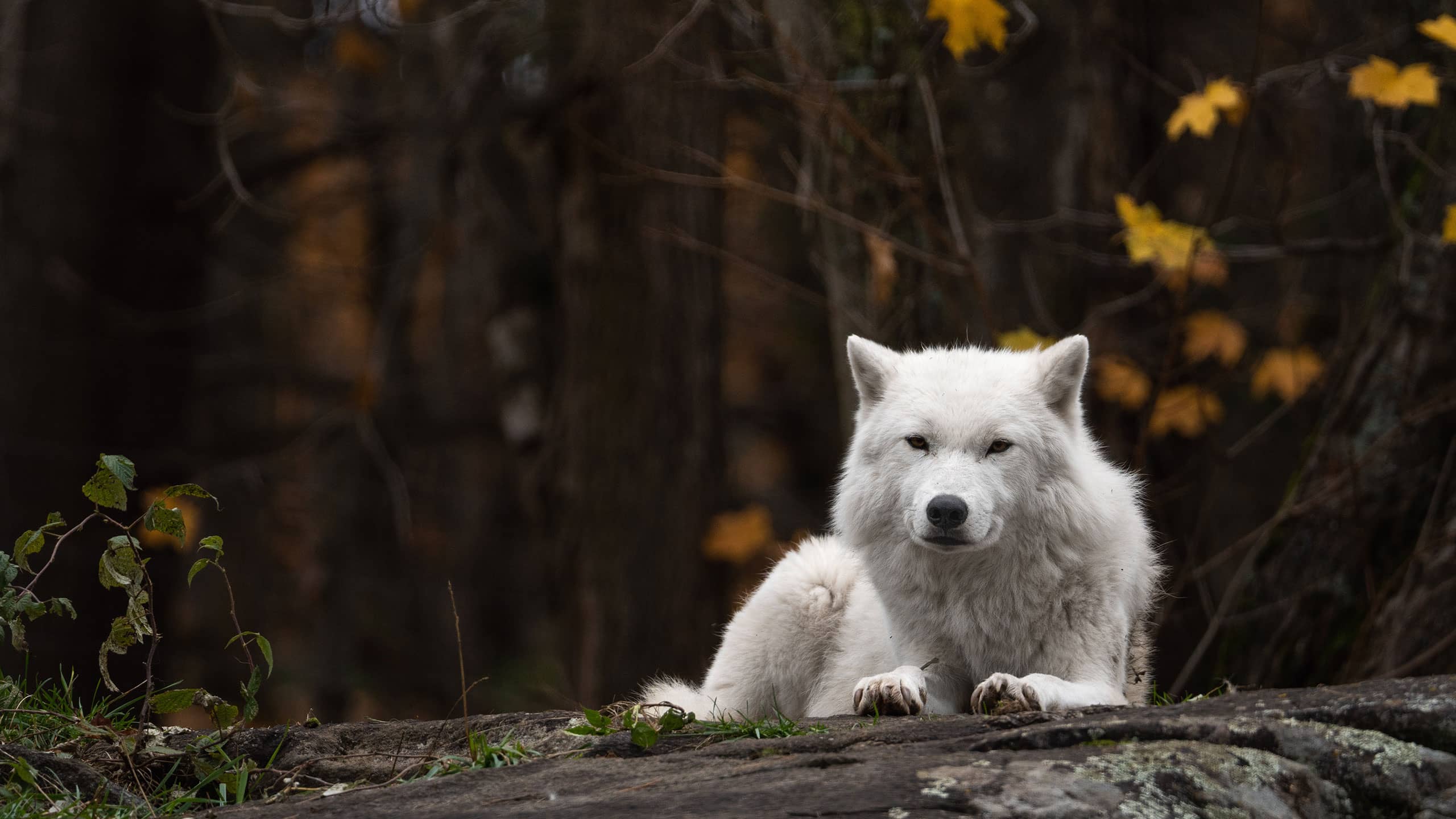 Lobo Branco